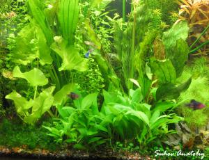 gallery_11723_780_352138.jpg