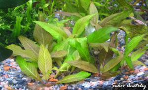 gallery_11723_780_531899.jpg