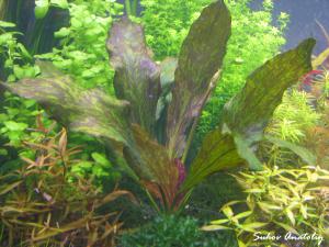 gallery_11723_780_546383.jpg