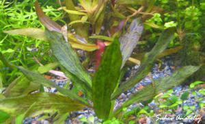 gallery_11723_780_829688.jpg