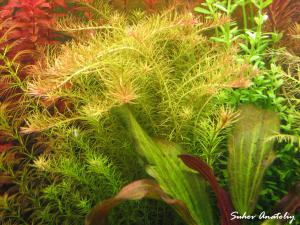 gallery_11723_780_1511838.jpg