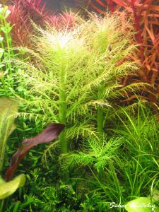 gallery_11723_780_1679435.jpg