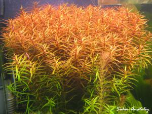 gallery_11723_780_676123.jpg