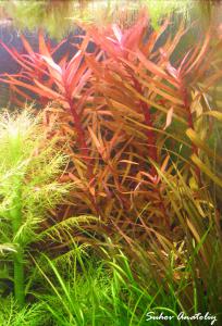 gallery_11723_780_755208.jpg