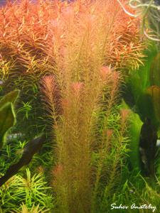 gallery_11723_780_924668.jpg