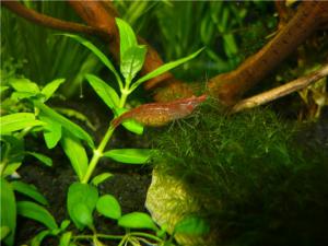 gallery_8052_706_54383.jpg