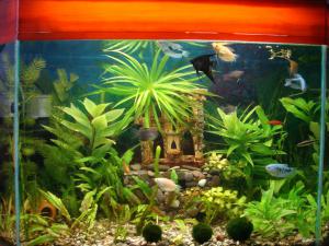 gallery_11583_678_1262971.jpg