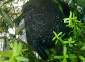 gallery_2408_793_41269.jpg