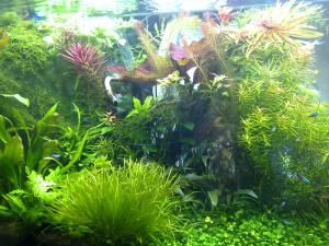gallery_11904_672_780384.jpg