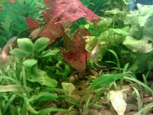 gallery_8991_796_294884.jpg