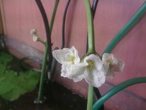 gallery_8991_796_336849.jpg