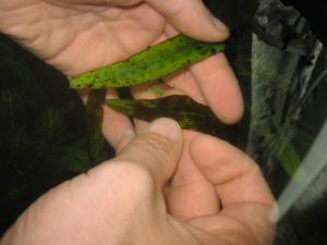 gallery_10433_801_191384.jpg