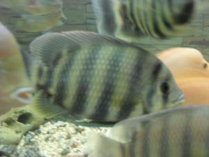 gallery_10864_766_19832.jpg