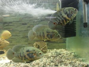 gallery_10864_766_248147.jpg