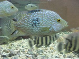 gallery_10864_766_464513.jpg