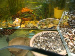 gallery_14442_799_1941024.jpg