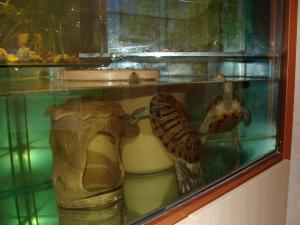gallery_14442_799_2516506.jpg