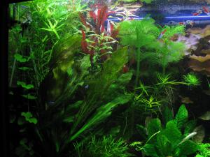 gallery_4154_586_2198239.jpg