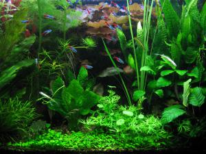 gallery_4154_586_2411109.jpg