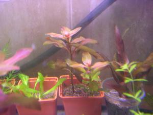 gallery_4154_802_106421.jpg