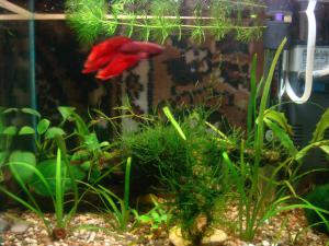 gallery_11583_678_1083763.jpg
