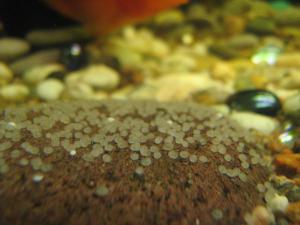gallery_10031_816_738273.jpg