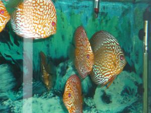 gallery_8808_664_1760146.jpg