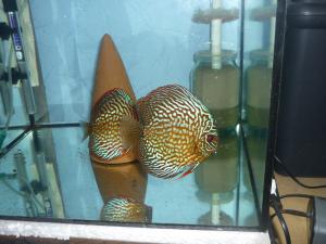 gallery_8808_664_1822449.jpg
