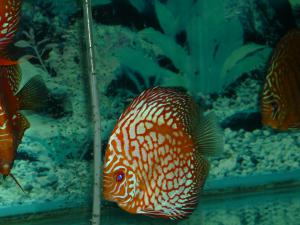 gallery_8808_664_3097050.jpg