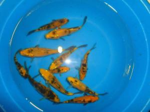 gallery_3013_824_392415.jpg