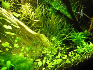 gallery_8052_706_94083.jpg