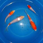 tn_gallery_3013_824_98006.jpg