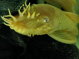 gallery_12204_828_1025323.jpg