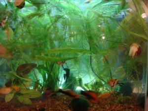 gallery_13896_831_15350.jpg