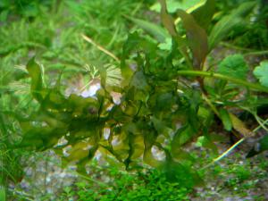 gallery_10001_838_14154.jpg
