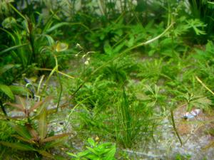gallery_10001_838_234726.jpg