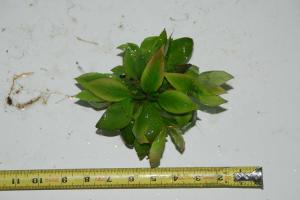 gallery_10001_838_39764.jpg