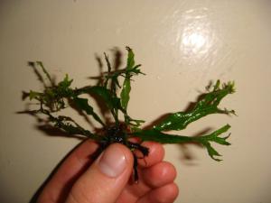 gallery_10001_838_46116.jpg