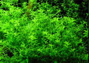 gallery_10001_838_71288.jpg