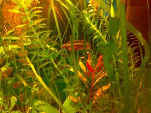 gallery_11300_551_413368.jpg