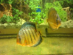 gallery_12951_846_755958.jpg
