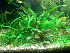 gallery_10001_838_83644.jpg