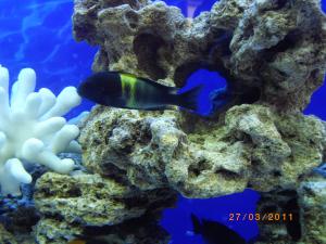 gallery_15267_852_1274435.jpg