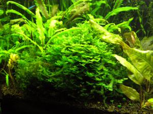 gallery_6565_727_1305418.jpg