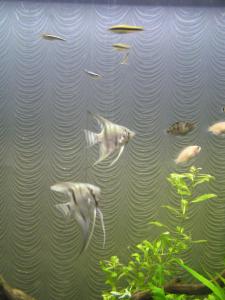 gallery_13965_807_214337.jpg