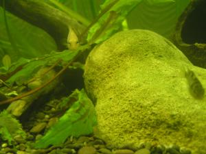 gallery_13965_807_219433.jpg