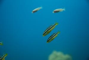 gallery_9471_856_2821966.jpg