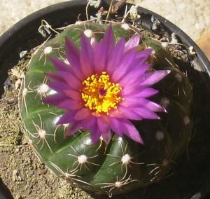 gallery_7576_850_109939.jpg