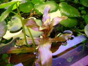 gallery_10001_838_128838.jpg