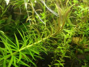 gallery_10001_838_161590.jpg